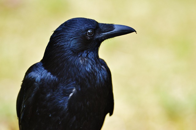 botox-for-crows-feet-640x480-8503920.jpeg