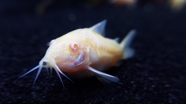 built-in-home-fish-tanks-640x480-32140655.jpeg