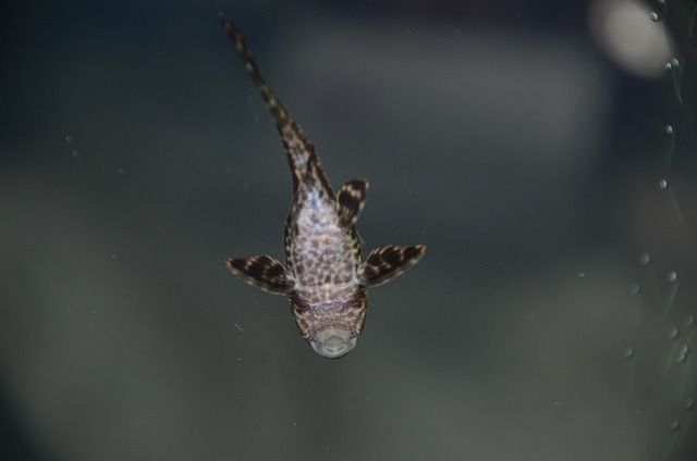 Elevate Your Saltwater Home Aquarium with Bespoke Cabinets