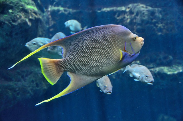 built-in-home-fish-tanks-640x480-6211615.jpeg