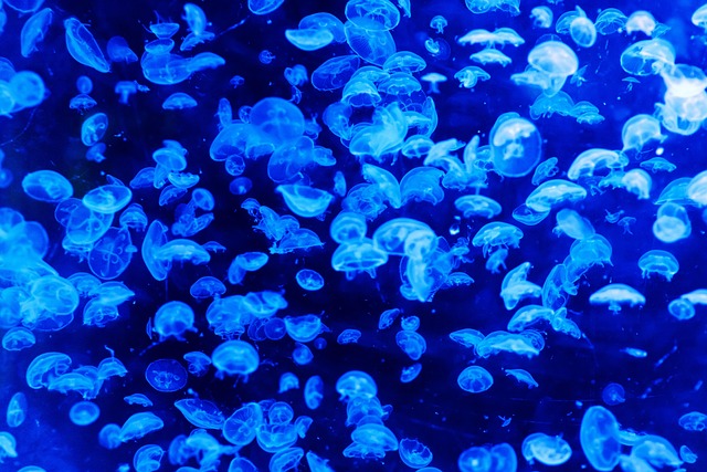 Revolutionize Restaurant Design with Custom Aquariums & Glass Bending