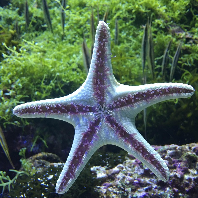 business-aquarium-installations-640x480-70137411.jpeg