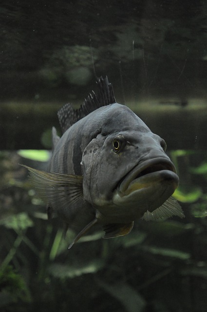 commercial-aquarium-displays-640x480-82454134.jpeg