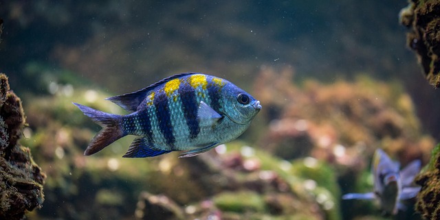 commercial-custom-aquariums-640x480-29012084.jpeg