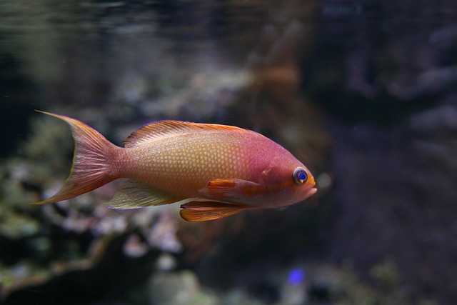 commercial-custom-aquariums-640x480-48299273.jpeg