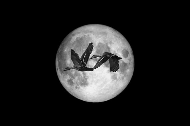 contrast-enhanced-radiography-640x480-16282055.jpeg