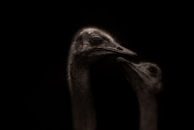 contrast-enhanced-ultrasound-640x480-76124370.jpeg