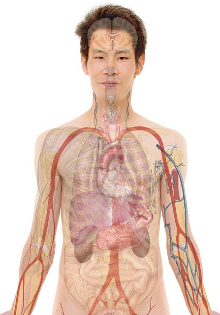 Radiopharmaceuticals Revolutionize Kidney and Liver Function Studies