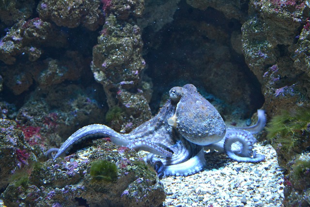 corporate-aquarium-installations-640x480-369759.jpeg