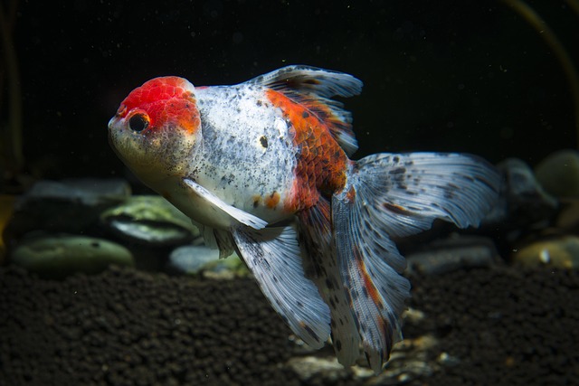 corporate-aquarium-installations-640x480-72381794.jpeg