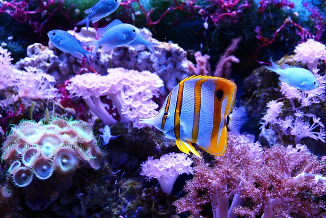 Custom LED Lights: Illuminating Commercial Aquariums Vibrantly