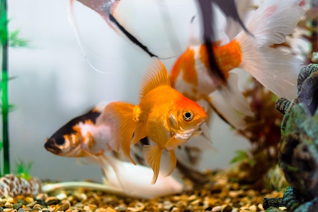 custom-acrylic-fish-tanks-640x480-92424007.jpeg