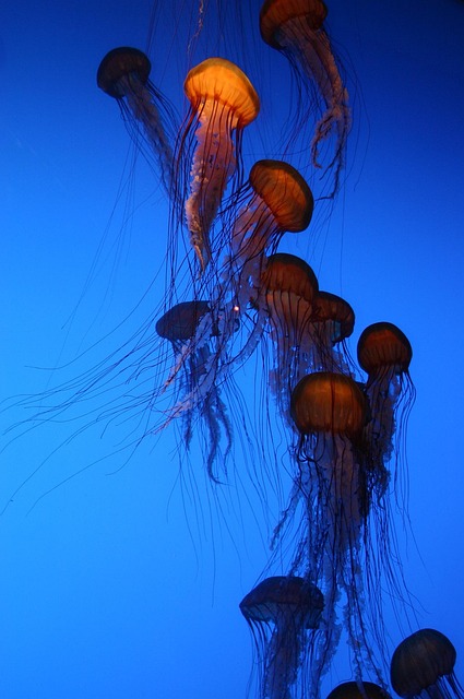 custom-aquarium-themes-640x480-5724977.jpeg