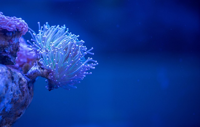 custom-aquariums-640x480-91085222.jpeg