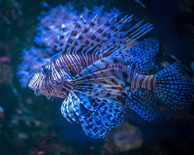 custom-built-aquariums-640x480-99386619.jpeg