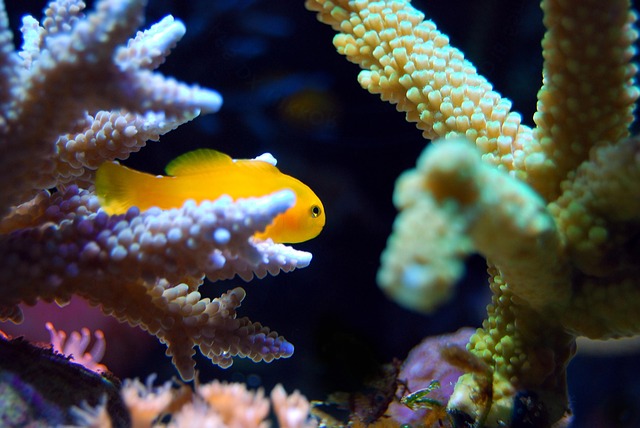 custom-coral-reef-tanks-640x480-2741319.jpeg