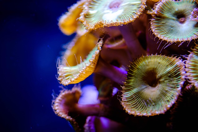 custom-coral-reef-tanks-640x480-43048303.jpeg