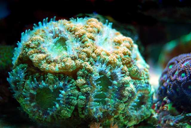 custom-coral-reef-tanks-640x480-43636429.jpeg