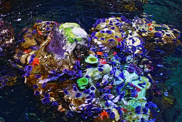 custom-coral-reef-tanks-640x480-59754749.jpeg