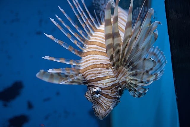 custom-coral-reef-tanks-640x480-91518794.jpeg