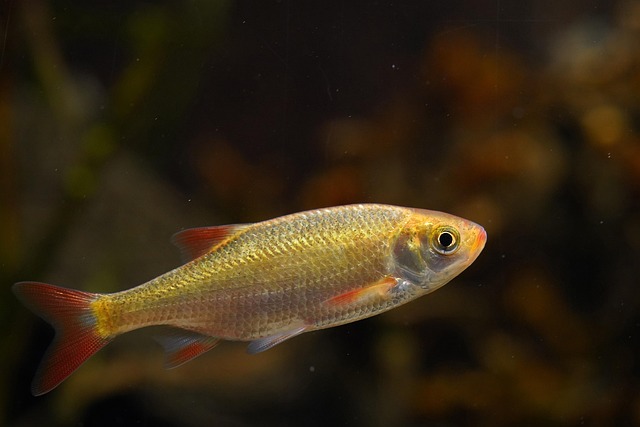 custom-nano-fish-tanks-640x480-70500165.jpeg