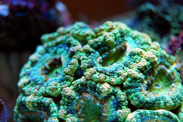 custom-reef-aquariums-640x480-15501838.jpeg