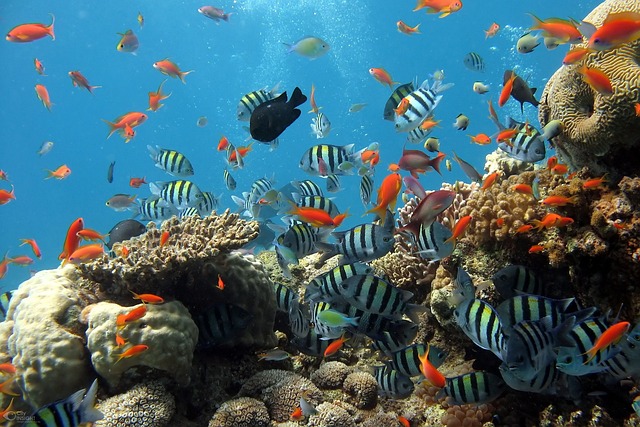 custom-reef-aquariums-640x480-58921196.jpeg