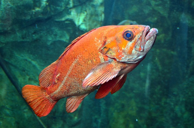 custom-reef-aquariums-640x480-60196140.jpeg