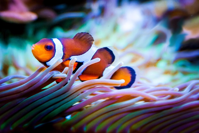 custom-reef-aquariums-640x480-89581120.jpeg