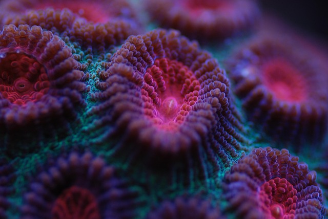 custom-saltwater-reef-tanks-640x480-79418684.jpeg
