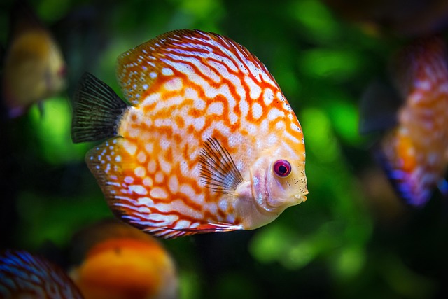 Exclusive Aquarium Installations: Crafting Luxury Aquatic Retreats