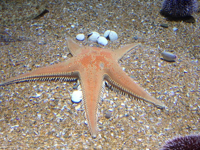 designer-aquariums-640x480-89373199.jpeg