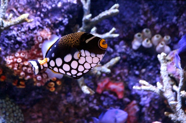Style Your Space: Compact Aquarium Designs for Small Aquarists