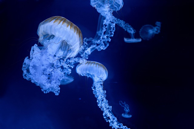 desktop-custom-aquariums-640x480-8165206.jpeg