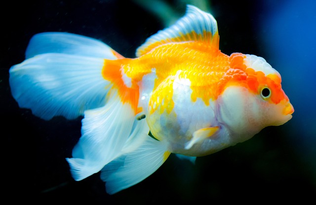 durable-fish-tank-materials-640x480-60269798.jpeg