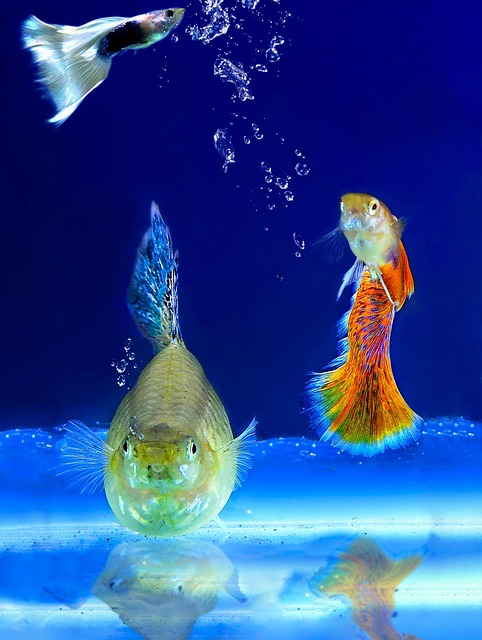 educational-aquarium-exhibits-640x480-38807953.jpeg