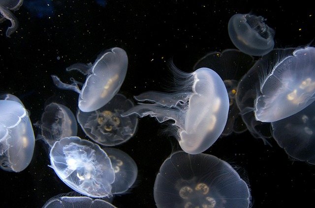 educational-aquarium-exhibits-640x480-82449586.jpeg