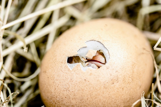 egg-donation-process-640x480-99283272.jpeg