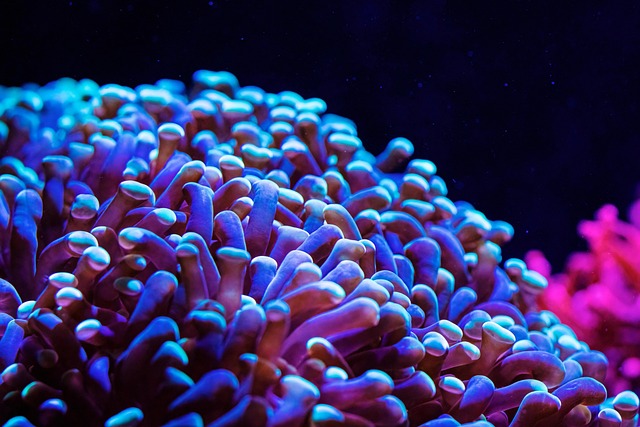 Exploring Exquisite Freshwater & Saltwater Ecosystems & Custom Reef Tanks