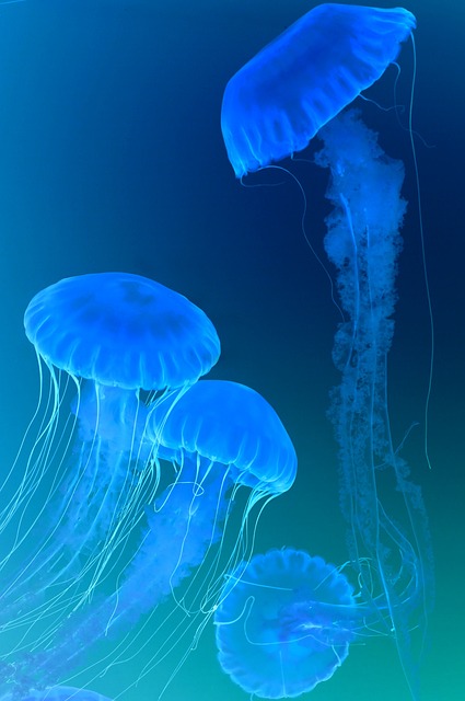 exclusive-aquarium-installations-640x480-87478004.jpeg