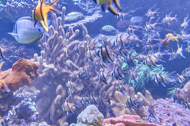 exclusive-aquarium-installations-640x480-93254435.jpeg