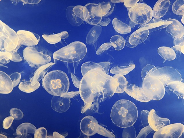 extravagant-aquariums-640x480-30146761.jpeg