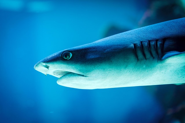 Exploring Opulent Freshwater and Saltwater Ecosystems and Aquariums