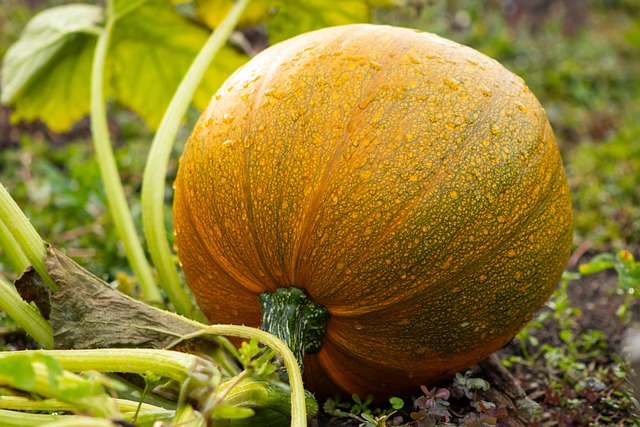fall-plant-preparation-640x480-23189102.jpeg