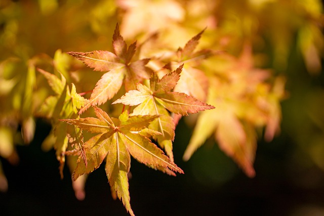 Summer Plant Resilience: Drought-Proof Care Strategies