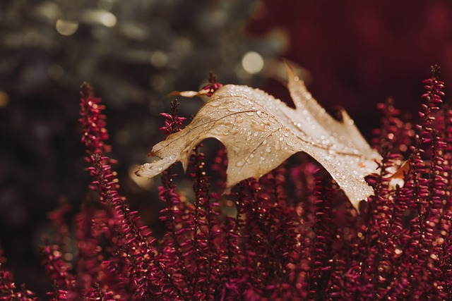 Fall Planting Prep: Drought-Tolerant Gardens Thrive