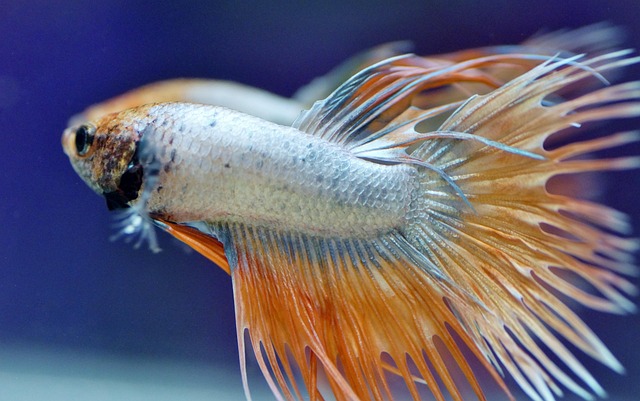 Mastering Crystal Clear Water: Home Aquarium Filtration Systems