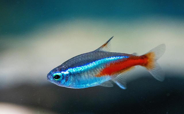 Innovative Aquarium Designs: Built-in Beauty for Your Home
