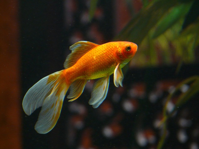 Wall-Mounted Aquariums: Eco-Friendly Fishkeeping’s Future