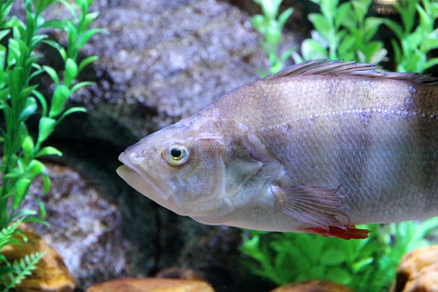 freshwater-custom-aquariums-640x480-96536745.jpeg